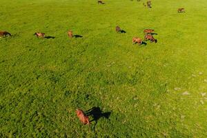 Grazing horses on the field. Shooting horses from quadrocopter. Pasture for horses. photo