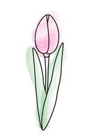 Stylized tulip in watercolor manner in trendy soft shades. Design element for springtime greetings vector