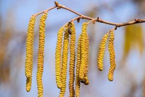 Pollination by bees earrings hazelnut. Flowering hazel hazelnut. photo