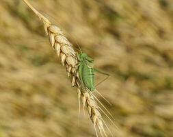 Isophya. Grasshopper is an isophy on a wheat spikelet. photo