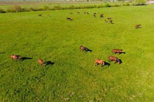 Grazing horses on the field. Shooting horses from quadrocopter. Pasture for horses. photo