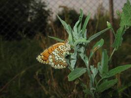 mariposa en un planta vástago foto