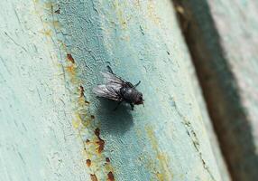 Seated big black fly photo