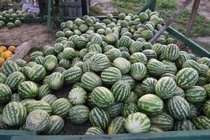 Collected in a pile of melons and watermelons photo