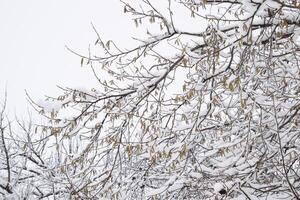 nieve en el árbol sucursales. invierno ver de arboles cubierto con nieve. el gravedad de el ramas debajo el nieve. nevada en naturaleza foto