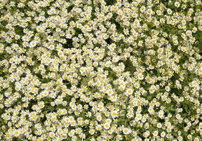 Chamomile flowers. Pharmaceutical camomile. Medicinal plant chamomile, flowering. photo