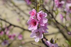 Blooming wild peach in the garden photo