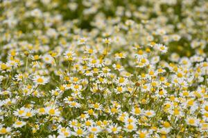 Chamomile flowers. Pharmaceutical camomile. Medicinal plant chamomile, flowering. photo