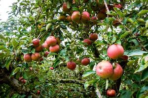 manzana huerta. filas de arboles y el Fruta de el suelo debajo el arboles foto