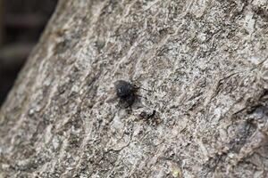 Seated big black fly photo