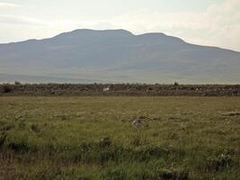 Landscape of the tundra in summer. Summer tundra on the Yamal Pe photo