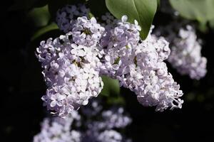 Flowers blooming lilac. Beautiful purple lilac flowers outdoors. photo