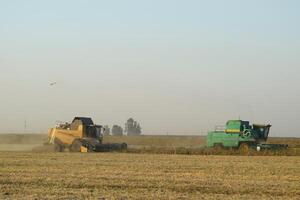 Soy harvesting by combines in the field. photo