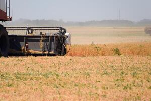 Harvesting peas with a combine harvester. Harvesting peas from the fields. photo