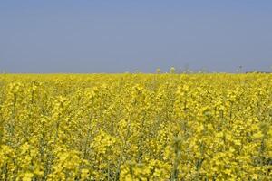 Rapeseed field. Yellow rape flowers, field landscape. Blue sky and rape on the field. photo