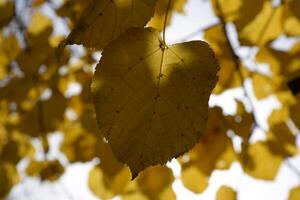 amarillo hojas de tilo en contra el cielo y el iluminar desde el fondo. otoño antecedentes desde hojas de un tilo. amarillo otoño hojas foto