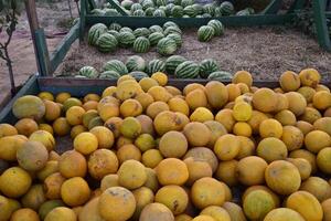 Collected in a pile of melons and watermelons photo