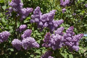 Lilac flowers on the branches. Beautiful purple lilac flowers outdoors. photo