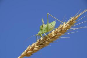 Isophya. Grasshopper is an isophy on a wheat spikelet. Isophya a photo