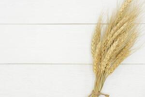 Natural dried wheat bunch on rustic white wood plank background, with copy space. photo
