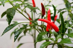 Fresh red chili pepper plant photo