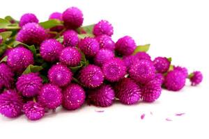 Pile of purple globe amaranth bachelor's button flowers, isolated on white background. photo