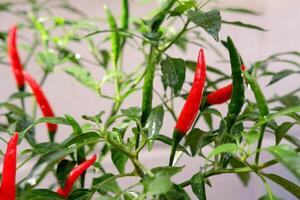 Fresh red chili pepper plant photo