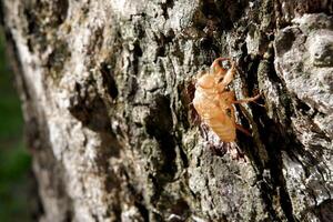 cigarra piel después muda, en natural antiguo árbol ladrar. foto