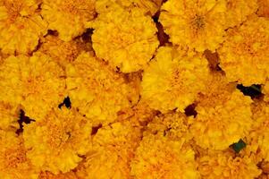 Pile of yellow marigold flowers. photo