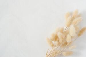 Natural dried bunny tail grass bouquet on white painted background. Feminine styled stock photography for blog posts and social media content. photo