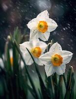AI generated White daffodils in the rain drops photo