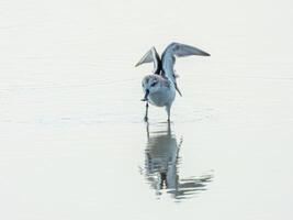 Spoon-billed Sandpiper in Khok Kham Samutsakorn Thailand photo