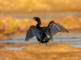 Little cormorant, Javanese cormorant stand on the field photo