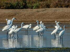 Heron, Bittern, Egret stand on the field photo