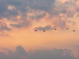 birds flying in the the sky photo