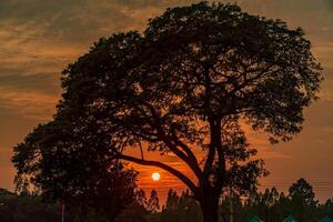 beautiful sunset on the field photo