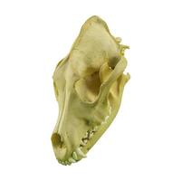 photo of a dog or wolf skull with sharp teeth