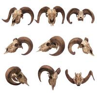 Photos of skulls of goats or sheep with horns in various positions