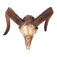 Photo of a goat or sheep skull with horns