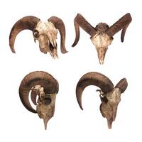 Photos of skulls of goats or sheep with horns in various positions