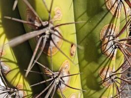 Explore Lanzarote's stunning cactus gardens, where the vibrant hues and varied shapes of these plants create a mesmerizing tapestry of desert life. photo