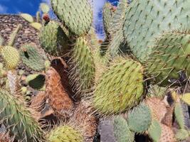 Explore Lanzarote's stunning cactus gardens, where the vibrant hues and varied shapes of these plants create a mesmerizing tapestry of desert life. photo