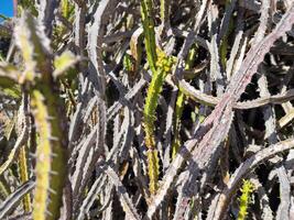 Explore Lanzarote's stunning cactus gardens, where the vibrant hues and varied shapes of these plants create a mesmerizing tapestry of desert life. photo