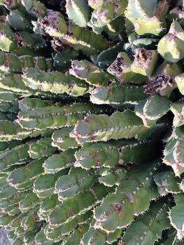 explorar lanzarote maravilloso cactus jardines, dónde el vibrante matices y variado formas de estos plantas crear un fascinante tapiz de Desierto vida. foto