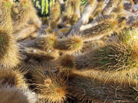 explorar lanzarote maravilloso cactus jardines, dónde el vibrante matices y variado formas de estos plantas crear un fascinante tapiz de Desierto vida. foto