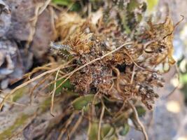 explorar lanzarote maravilloso cactus jardines, dónde el vibrante matices y variado formas de estos plantas crear un fascinante tapiz de Desierto vida. foto