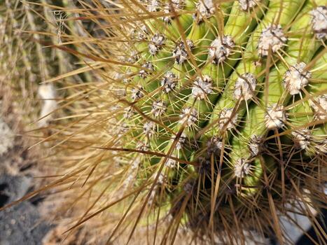 explorar lanzarote maravilloso cactus jardines, dónde el vibrante matices y variado formas de estos plantas crear un fascinante tapiz de Desierto vida. foto