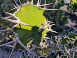 explorar lanzarote maravilloso cactus jardines, dónde el vibrante matices y variado formas de estos plantas crear un fascinante tapiz de Desierto vida. foto