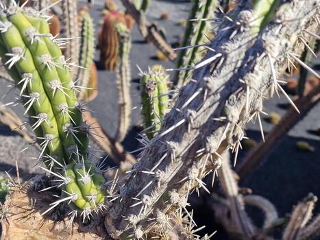explorar lanzarote maravilloso cactus jardines, dónde el vibrante matices y variado formas de estos plantas crear un fascinante tapiz de Desierto vida. foto