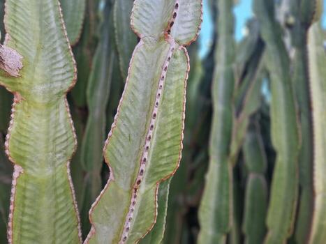 explorar lanzarote maravilloso cactus jardines, dónde el vibrante matices y variado formas de estos plantas crear un fascinante tapiz de Desierto vida. foto